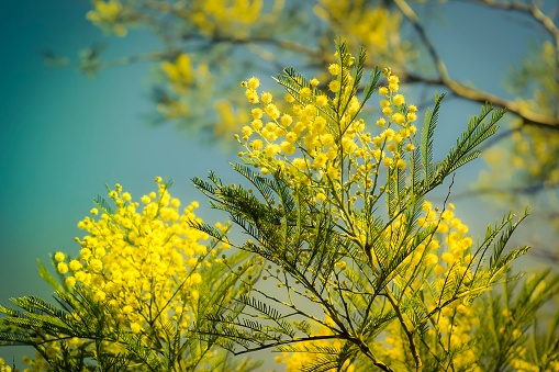 Close up of golden wattle blossoms