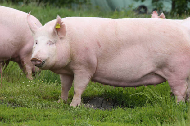 istock Big fat sow pig graze on summer pasture 858293902