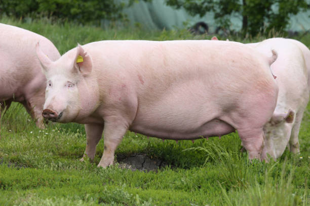 istock Beautiful sow pink standing on summer meadow 858293946