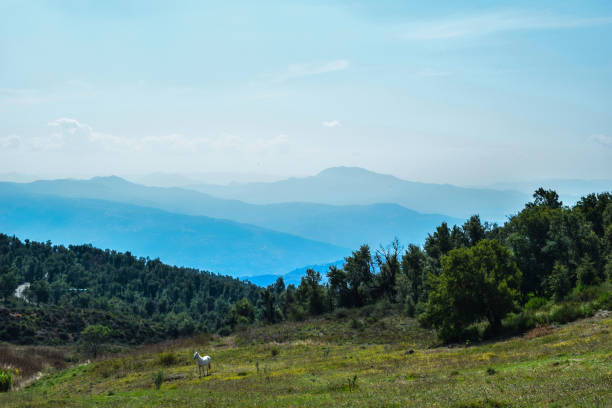 clearing landscape stock photo