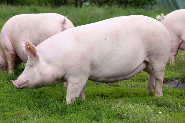 istock Domestic pig sow posing on fresh green grass meadow 858294476