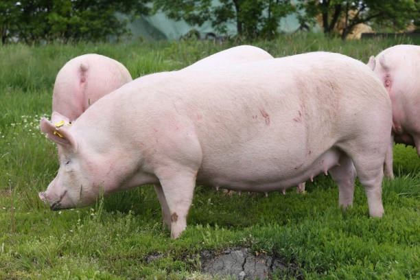 istock Mighty sow pig posing on green grass meadow 858296146