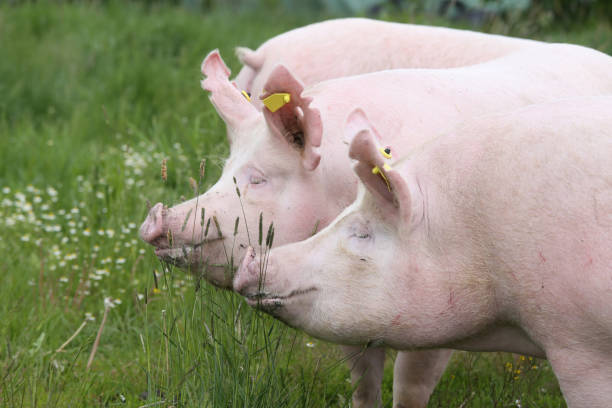 istock Close up of young sows on summer pasture 858298052