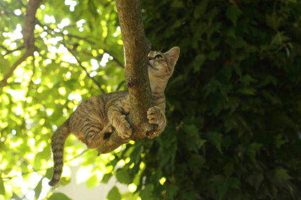 istock Cats outdoors 858299082