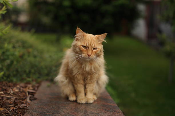 istock Cats outdoors 858299136