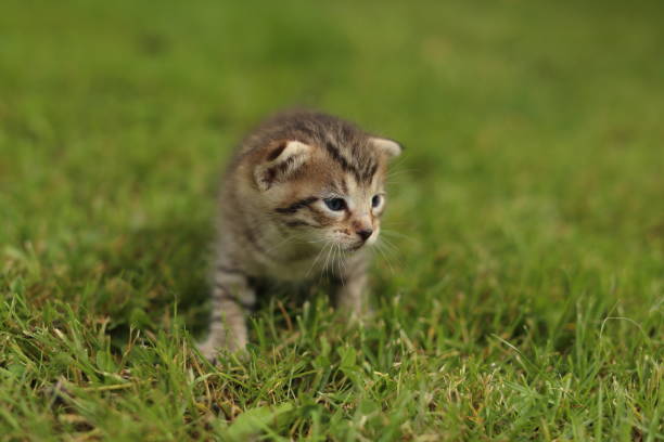 istock Cats outdoors 858299178