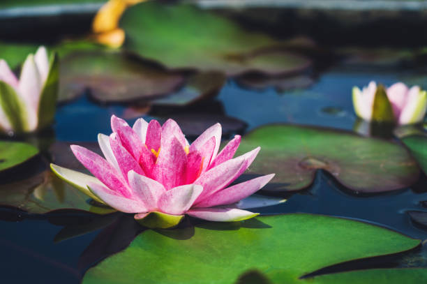 istock pink beautiful lotus flower with water reflect. 858299502