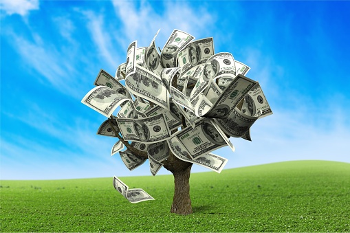 Money Tree with dollars on background