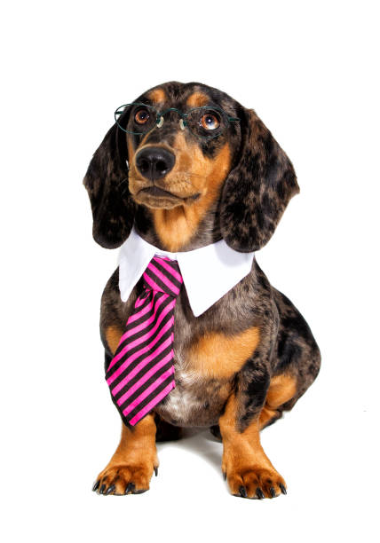 istock Dachshund dog in a tie and glasses 858302264