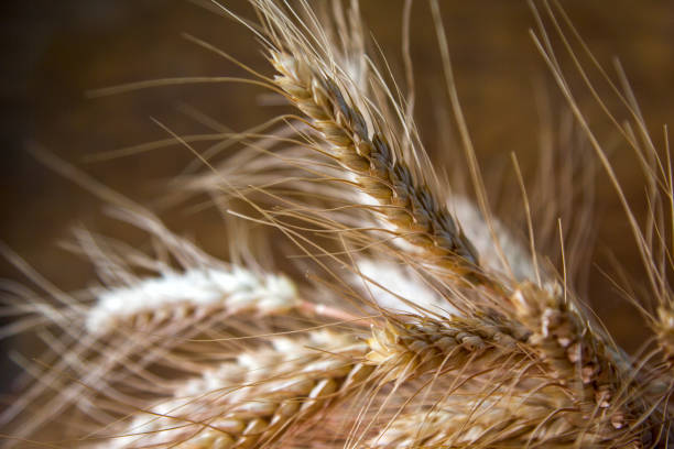 Ripe ears of wheat close up. Dry wheat spikelets.