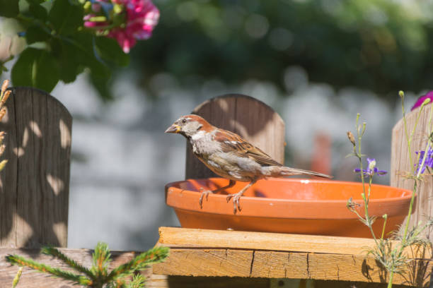 istock House Sparrow (Lat: Passer domesticus) sits on a water pot 858309070