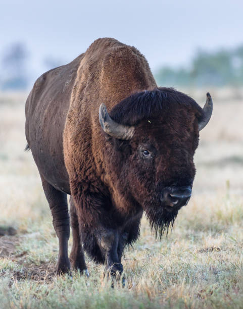 istock American Bison Bull - Genetically Pure Specimen 858309262