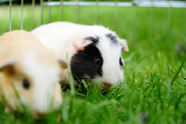 Close-up of baby guinea pigs on glassy field