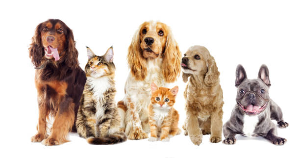 istock dog and kitten on a white background 858311806