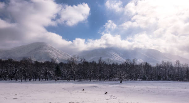 cervo buck che cerca cibo in un prato innevato nella cades cove di smoky mtn nat'l park - cades cove foto e immagini stock