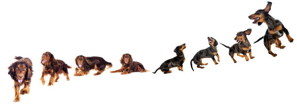 istock spaniel and dachshund dogs run and jump, set 858312586