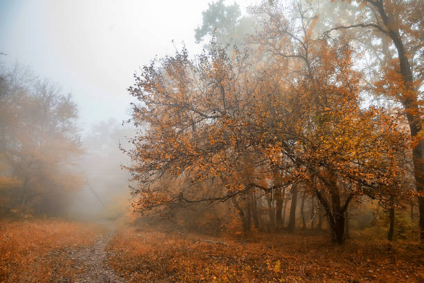 istock Scenic misty landscape of forest in the fall 858312724