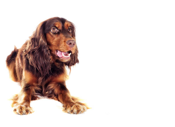 istock cocker spaniel dog lies and looks 858314876