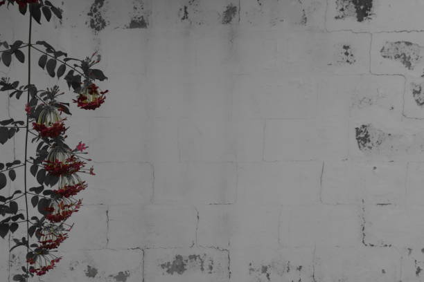 Background of branches and white wall