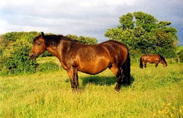 CLEVELAND BAY MARE OSBERTON QUARTZ