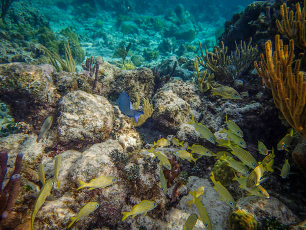 istock Fish Swimming in a Caribbean Reef 858322616
