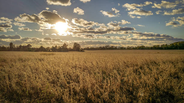 istock Golden Field with Clouds on a Sunny Day 858322626