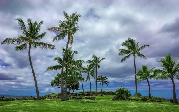 istock Landscape of Palm Trees 858322690