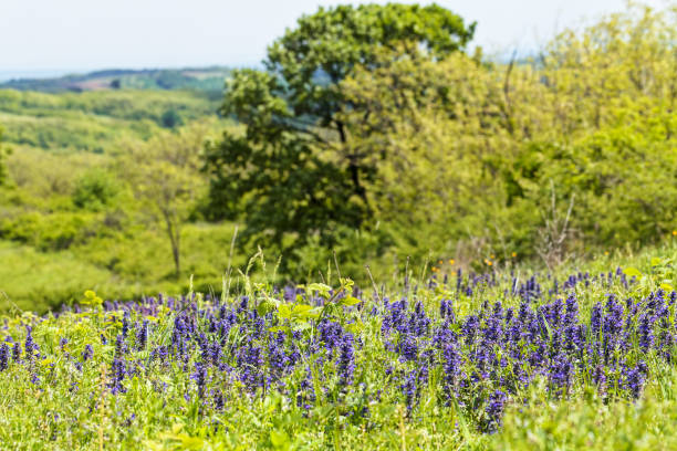 istock wild grasses and flowers 858324492
