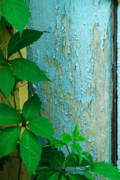 istock Green plants surround the house 858326116