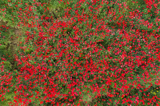 빨간 양 귀 비 필드의 항공 보기 - poppy field red flower 뉴스 사진 이미지