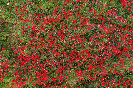 aerial view of red poppy field