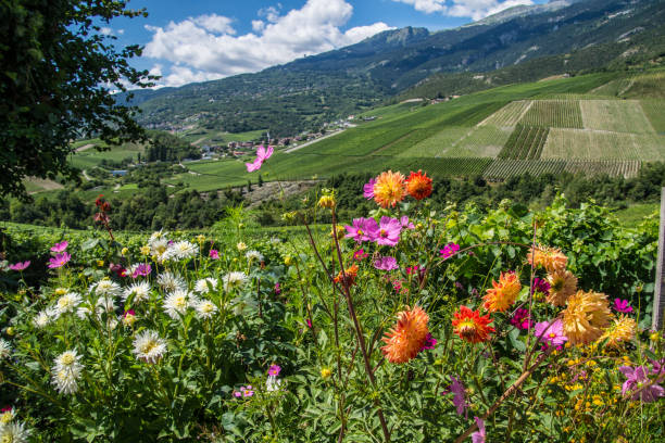 istock salgesch,valais,swiss 858328110
