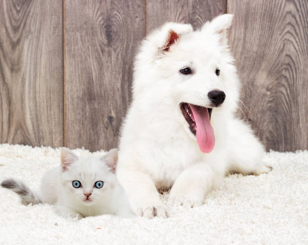istock kitten and puppy on a fluffy carpet 858331374