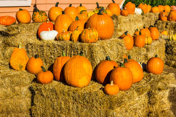istock Variety Of Halloween Pumpkins 858334572