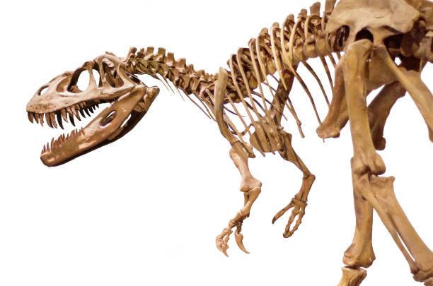 scheletro di dinosauro su sfondo bianco isolato. - fossile foto e immagini stock
