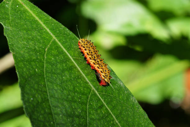 istock Caterpillar crawling on top of green leaf. 858340808