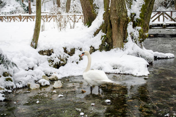 Spring of the Bosna river, park Vrelo Bosne near Sarajevo - Bosnia and Herzegovina, winter scene