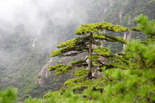 istock Pine trees in the Haungshan 858341516