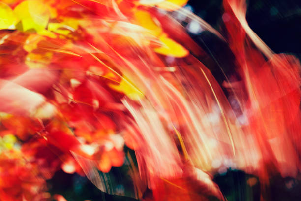 abstract red  autumn leaves - 12042 imagens e fotografias de stock