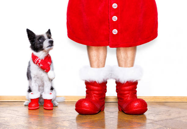 istock christmas santa claus dog 858346018