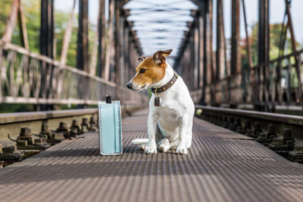 istock lost  and homeless abandoned dog 858346054