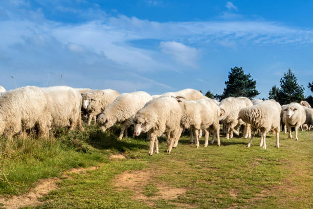 istock Flock of sheep grazing. 858348230