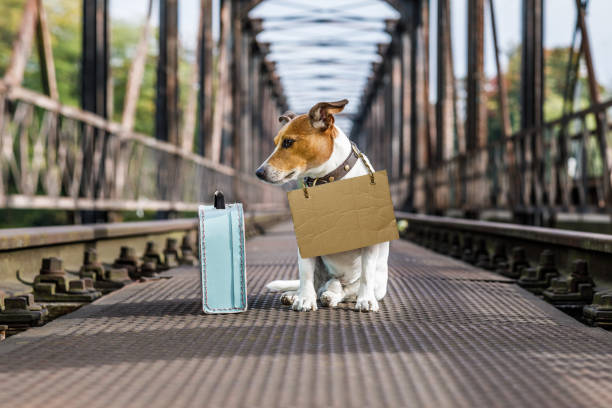 istock lost  and homeless abandoned dog 858348340