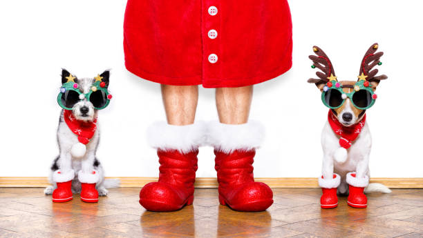 istock christmas santa claus dogs 858348376