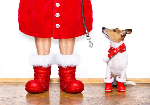 istock christmas santa claus dog 858348422