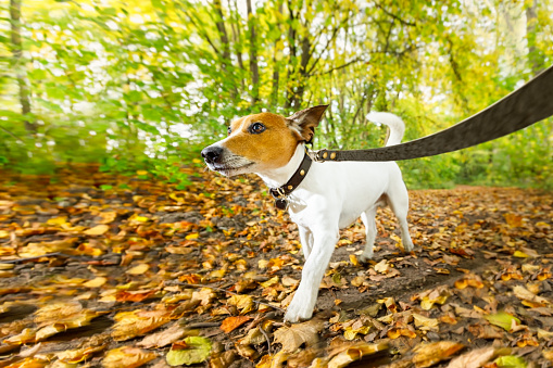 jack russell dog running or walking together with owner , on leash, outdoors at the park or forest in autumn, fall leaves all around on the ground