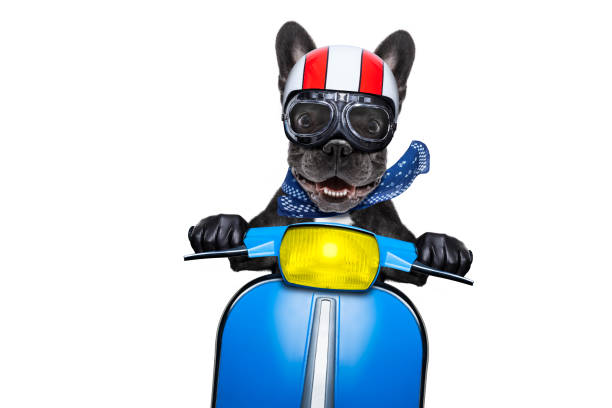 dog on motorbike crazy silly motorbike french bulldog dog with helmet and goggles ,riding and driving a motorcycle , isolated on white background sports helmet photos stock pictures, royalty-free photos & images