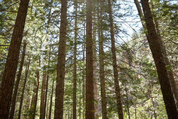 istock Trees in coniferous forest on sunny day 858348668