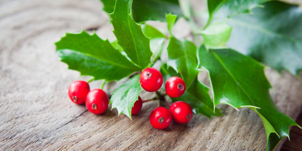 Free Stock Photo of Holly leaves and berries on rustic wooden ...