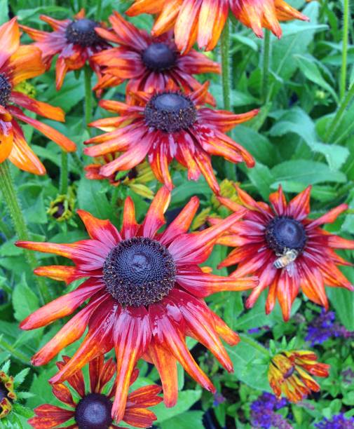 istock Rudbeckia Summerina flowers after rainfall 858359282